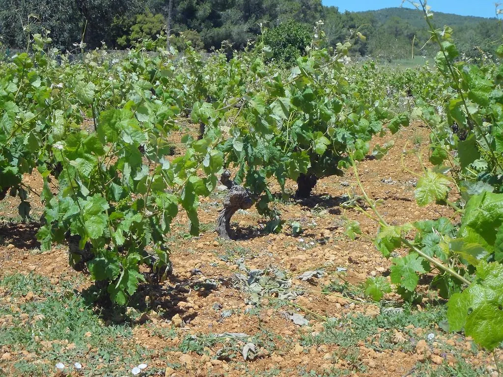 Alloggio per agriturismo Agroturismo Sa Vinya D'En Palerm Sant Miquel de Balansat