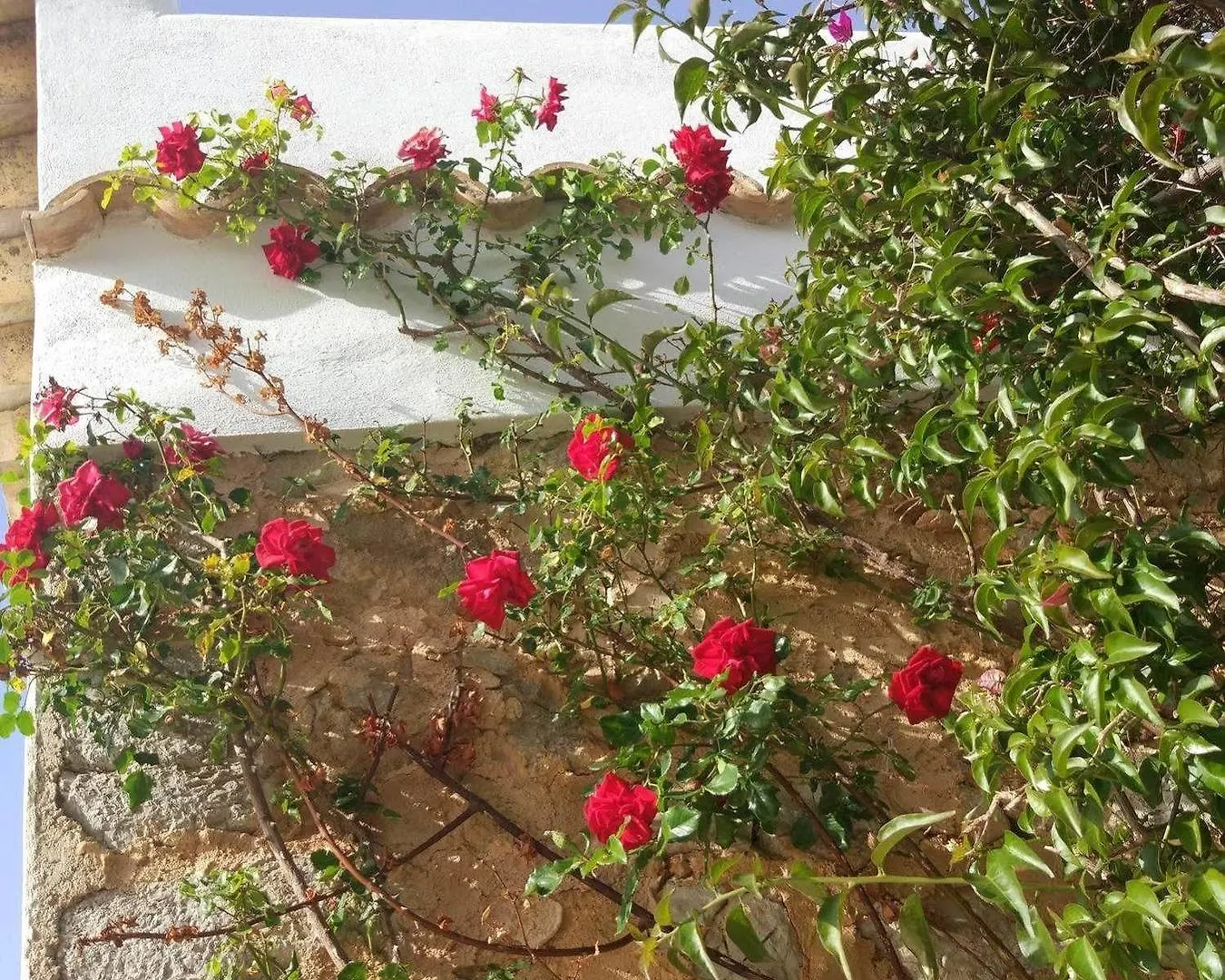 Agroturismo Sa Vinya D'En Palerm Sant Miquel de Balansat